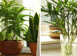 plantas