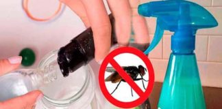 insectos