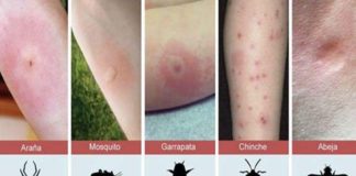 insectos