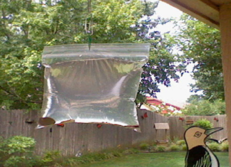 insectos